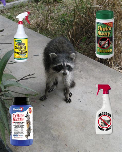 Raccoon Deterrent