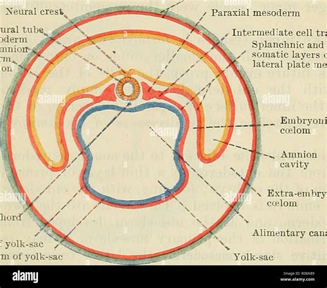 Mesodermo lateral esplacnico fotografías e imágenes de alta resolución ...