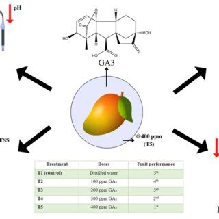 Graphical abstract representing the effects of gibberellic acid (GA3 ...