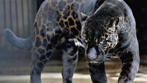 Jaguar Wallpapers Hd