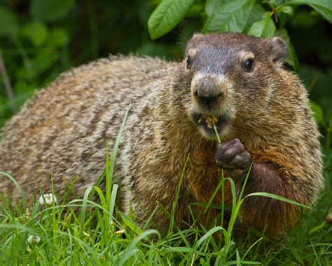 How To Get Rid Of Groundhogs? | The Tree Center™