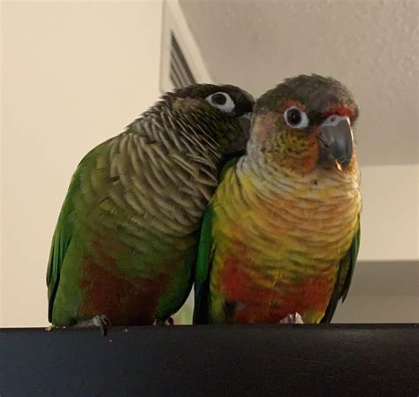 The Reality of Parrots as Pets - Bird Sitting Toronto