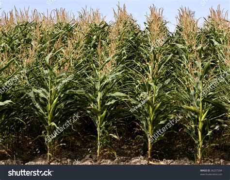 Corn Field Ready To Harvest Stock Photo 36257284 : Shutterstock