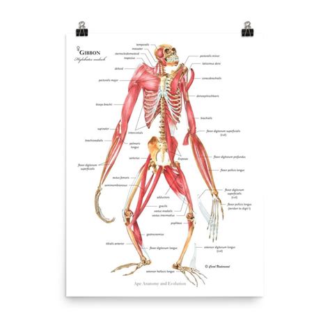 Ape Anatomy and Evolution by Adrienne Zihlman & Carol Underwood