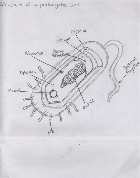 Prokaryotic Cell Diagram Labeled