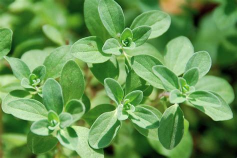 Marjoram | Diseases and Pests, Description, Uses, Propagation