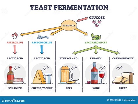 Yeast Fermentation Process Principle for Drinks and Food Outline Diagram Stock Vector ...