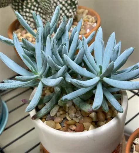 Senecio Serpens - Succulent Guide