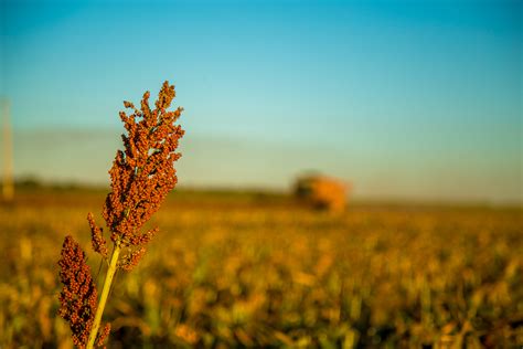 Sorghum Plant