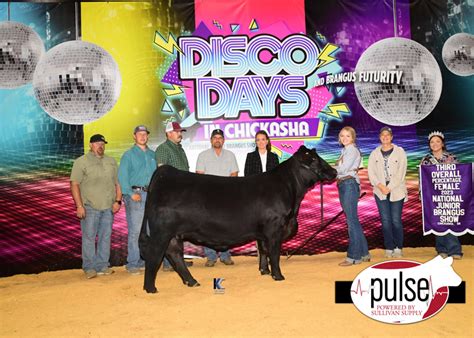 National Junior Brangus Show | Owned Percentage Heifers | The Pulse