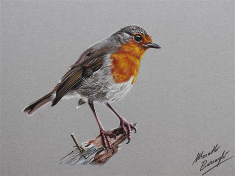 Drawing a robin bird - Marcello Barenghi