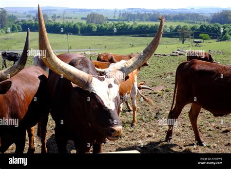 Are watusi cattle good to eat