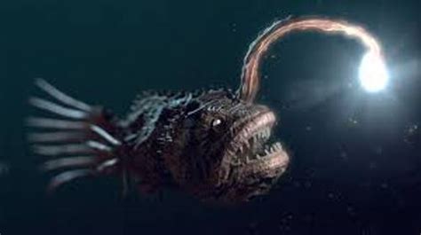 10 Interesting the Angler Fish Facts | My Interesting Facts