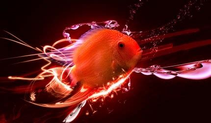 Fish 3d Wallpaper | High Definition Wallpapers, High Definition Backgrounds