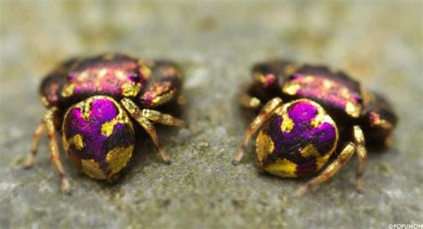 Shockingly Beautiful Purple and Gold Species of Jumping Spider Found in Thailand! | Featured ...