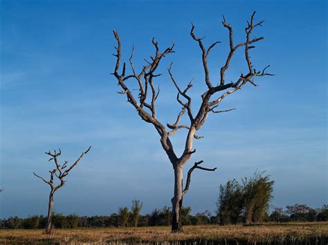 Dead Tree , Silhouette Tree Background Free Stock Photo - Public Domain ...