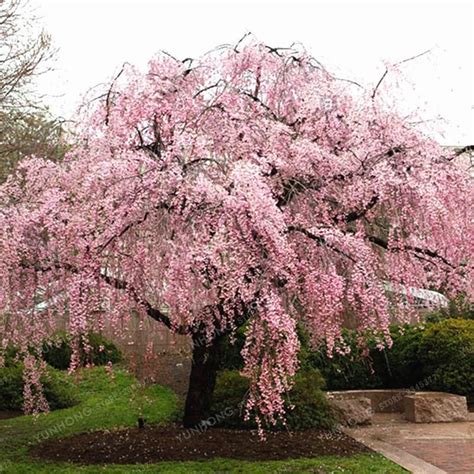 Weeping Cherry Blossom Tree Bonsai