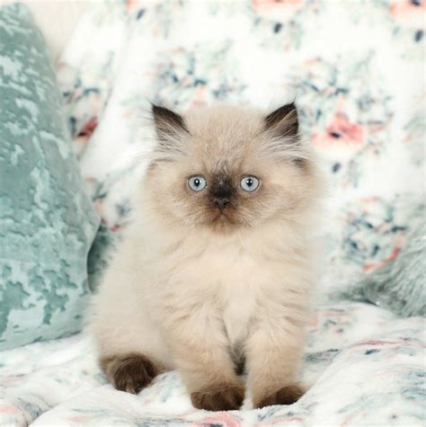 himalayan siamese cat breeders - So Delightful Blogs Photo Galery