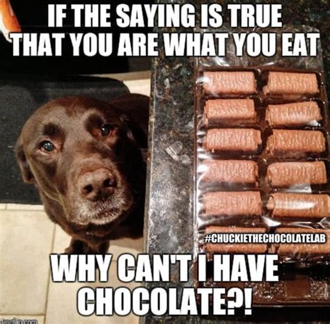 30 Sweet and Funny Chocolate Memes - SayingImages.com