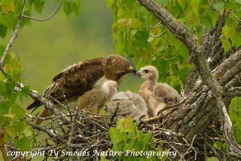 Red-tailed Hawk Nest with young