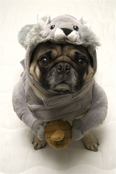 24 Pug Halloween Costumes That Are So Cute We Can’t Even