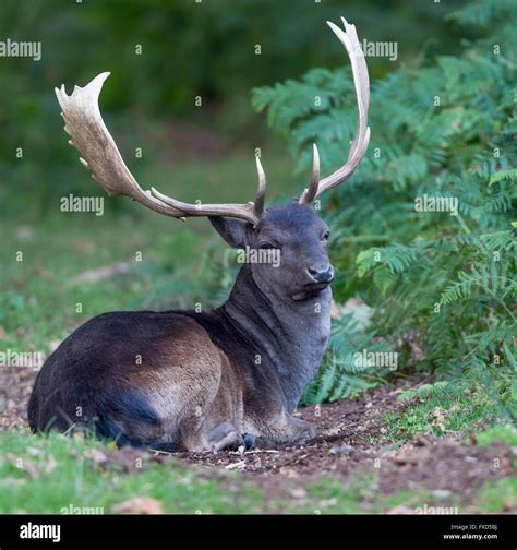 Melanistic black fallow deer buck seated,relaxing in the fern and ...