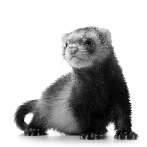 Ferret Care Recommendations from MedVet