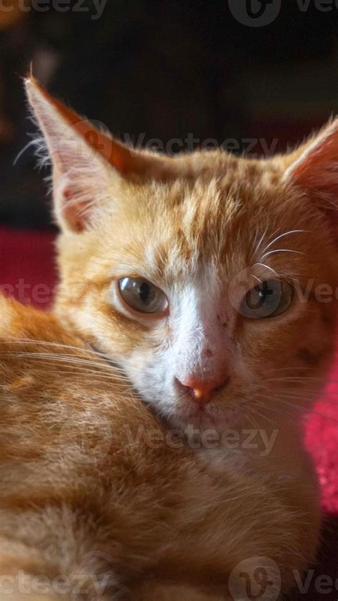 an orange cat sleeping and playing in a natural house 7047062 Stock Photo at Vecteezy