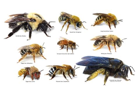 Different Types Of Underground Bees