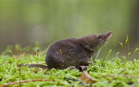 Arctic Shrew: Solitary Mammal with Unique Survival Adaptations