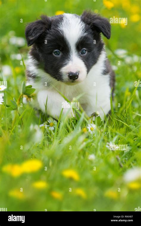 Cute border collie puppy in a spring flower meadow Stock Photo - Alamy