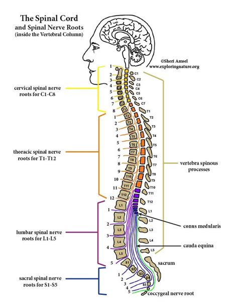 Spinal Cord Anatomy Spinal Nerves Anatomy Spinal Cord Anatomy Nerve | Porn Sex Picture