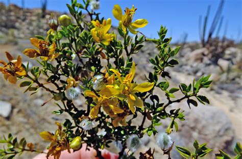 Larrea tridentata (Zygophyllaceae) image 83121 at PhytoImages.siu.edu