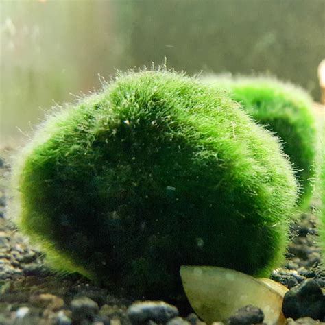 Marimo Moss Ball Algae - The Shrimp Tank