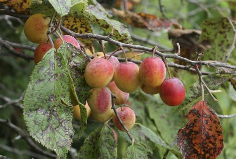 Nature Walk: Wild Plum - Iowa Natural Heritage Foundation