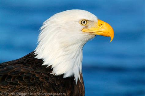 Bald Eagles Photos | Photos by Ron Niebrugge