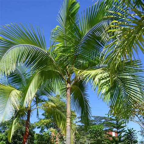 How to Grow the King Palm Tree (Archontophoenix cunninghamiana)