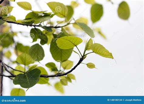 Green Peepal Leaves on a White Background Stock Photo - Image of bright, hindu: 148100134