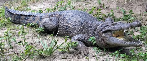 New species of crocodile discovered in museum collections