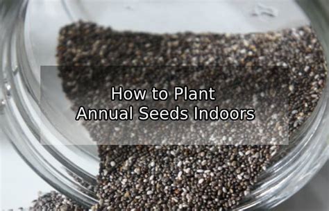 How to Plant Annual Seeds Indoors - gardeningarea101.com