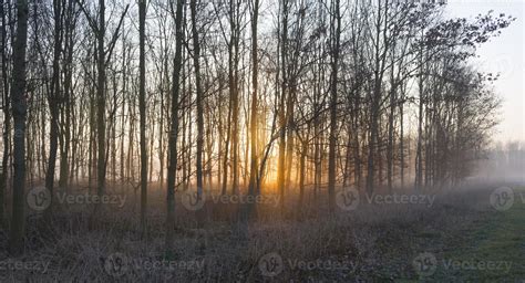 Sunrise in a foggy forest in winter 1157918 Stock Photo at Vecteezy