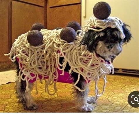 Pin by Zeet Swaggerty on Costumes for animals | Pet halloween costumes, Dog halloween costumes ...