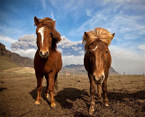 Iceland Travel and Info Guide: Icelandic horses: About the Icelandic Horse