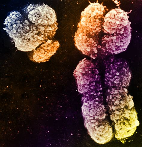 The 3 Types of Genetic Inheritance