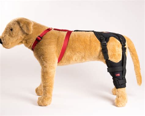 Torn ACL Dog Knee Brace - Bring Back Pain-Free Play Time