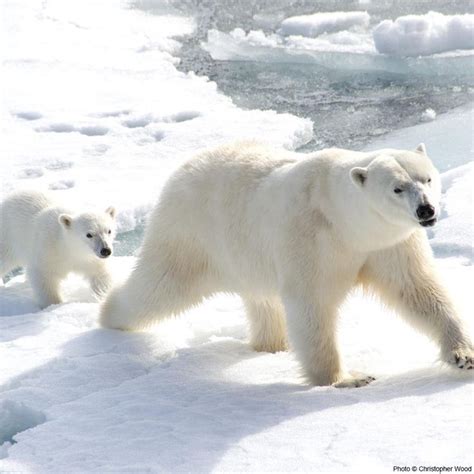 Protect Crucial Polar Bear Habitat | Bear habitat, Polar bear, Polar bear extinction