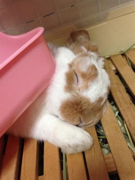 Top 25 ideas about Sleeping bunnies on Pinterest | Sleep, A bunny and Nap times