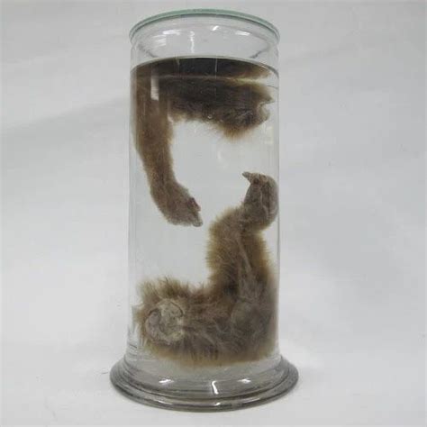 Glass Specimen Jar at best price in Bengaluru by Techno Scientific Products | ID: 11240960591