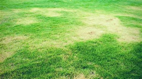 Light Green Grass Patches In Lawns | 2023 | Just Pure Gardening