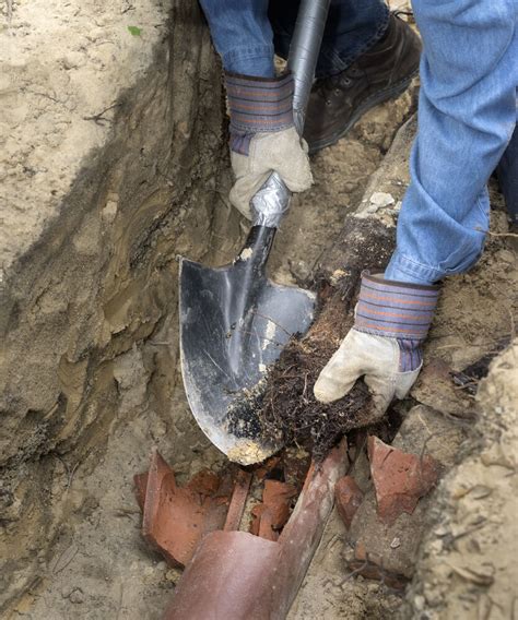 Facts To Know About Tree Roots Removal Toronto Service